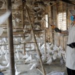 Bird Flu Outbreak in Israel: 250 Birds Infected With Avian Influenza at Petting Zoo in Jezreel Valley